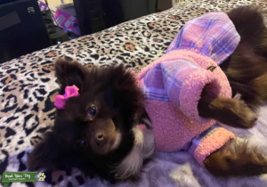 Chocolate yorkie Pom needs stud Listing Image