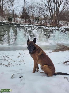 Belgian Malinois Stud Listing Image