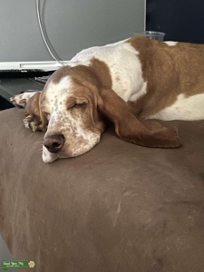 Female basset hound Listing Image