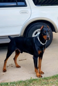 Male AKC European Doberman Listing Image