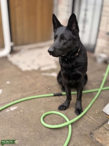DDR German Shepherd Working line Listing Image