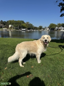 English Golden retriever stud Listing Image