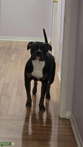 Amarican Bully  Listing Image