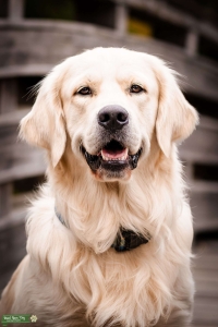 Akc English Cream Golden Retriever Listing Image