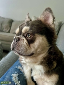 Fluffy Frenchie Listing Image
