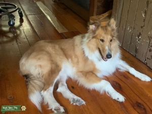 sable female collie looking for stud Listing Image