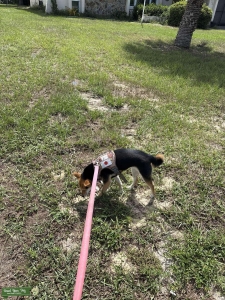 Saddleback Shiba Inu Listing Image
