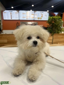 Beige korean pomapoo  Listing Image