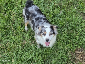 Tri Blue Merle with Copper Points Listing Image
