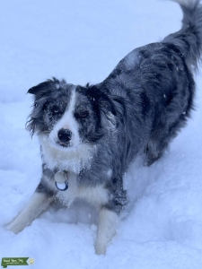Aussie/collie looking for stud Listing Image
