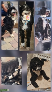 Proven Handsome Sheepadoodle  Listing Image