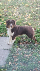Red Tri Australian Shepherd Listing Image