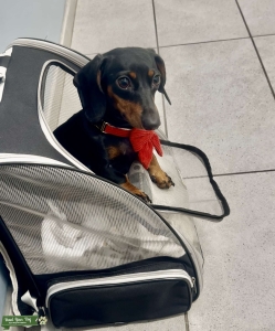 Looking to Breed - Miniature Dachshund Female (3yo)  Listing Image
