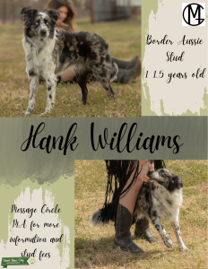 Border Aussie Stud Listing Image