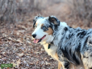 Australian sheppard seeking mate Listing Image