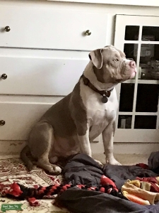American Bully (Tricolor Pure) Listing Image