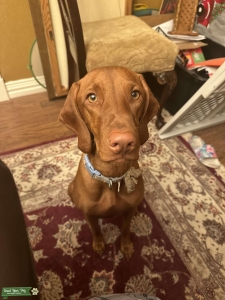Beautiful AKC registered  Listing Image