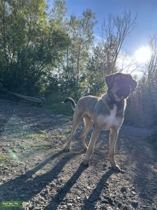 Big Boy Rufus  Listing Image