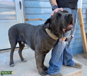 AKC/ICCF Cane Corso Listing Image