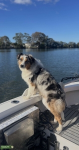 Purebred Blue Merle Australian Shepherd  Listing Image