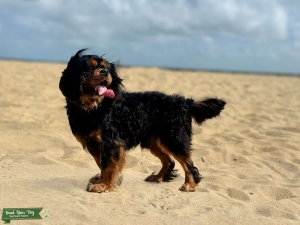 ✨ AKC • ACA • APRI Registered Studs Available ✨ Listing Image