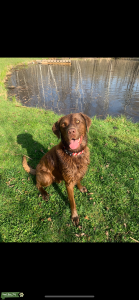 Male chocolate Labrador  Listing Image