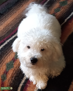 Coton De Tulear - Stud Listing Image
