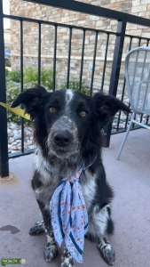 Merle Black and white Collie/Aussie mix Listing Image