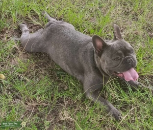 AKC FRENCH BULLDOG STUD Listing Image