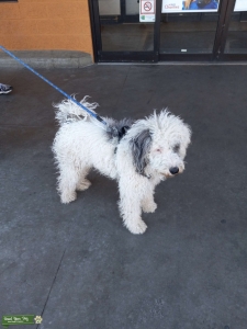 Aussidoodle Stud Listing Image