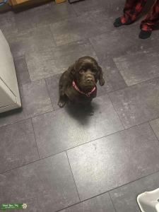 Chocolate and blonde cocker spaniel Listing Image