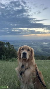 Golden Retriever Stud Listing Image
