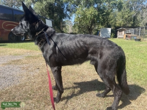 BLACK GERMAN SHEPHERD  Listing Image