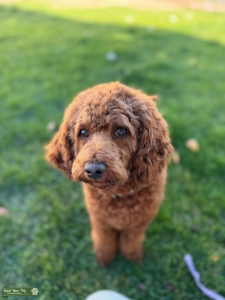 F1b Cavapoo Stud, 17lbs, Located in Idaho Listing Image
