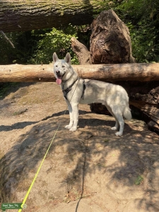 Husky Male looking for bitch to breed Listing Image