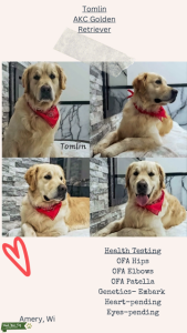 Golden Retriever Listing Image