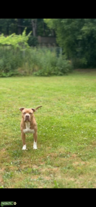 Fawn American Bully Listing Image