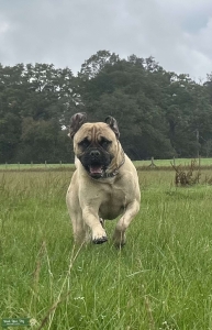 French X English Mastiff for stud Listing Image