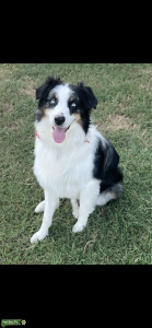 Stud dog Listing Image