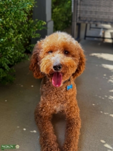 Red Multigenerational Mini Goldendoodle Stud – 23lbs, Health Tested, Proven Lines Listing Image