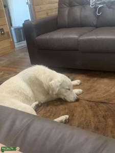 Great pyrenees Listing Image