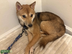 SHIBA INU AKC Listing Image