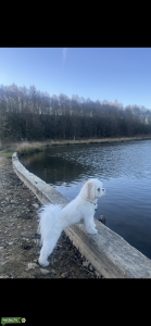 Lhasa apso stud dog Listing Image