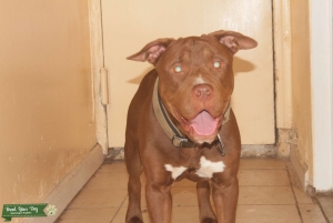 Looking for females in ny area pa nj ct has all his shots free looking to get three puppy max back  Listing Image