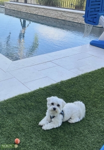 Maltese stud seeking sweet girl  Listing Image