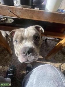 Tri colour blue white gray pocket bully looking for a female  Listing Image