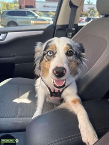 Beautiful Mini Blue Merle Aussie Listing Image