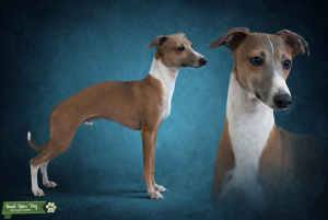 Blue fawn Italian greyhound for stud Listing Image
