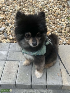 Male Pomeranian looking for female  Listing Image