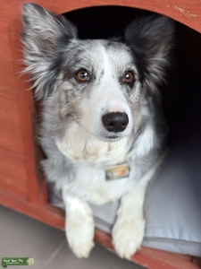 Looking for the Perfect Match for Biscuit Listing Image